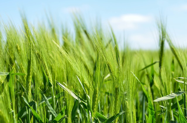 Zielony jęczmień - Green Barley Plus